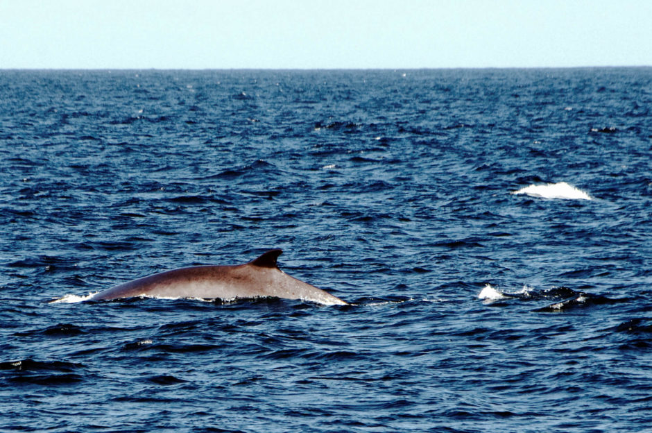 Whale Watching auf den Azoren - Insel Pico