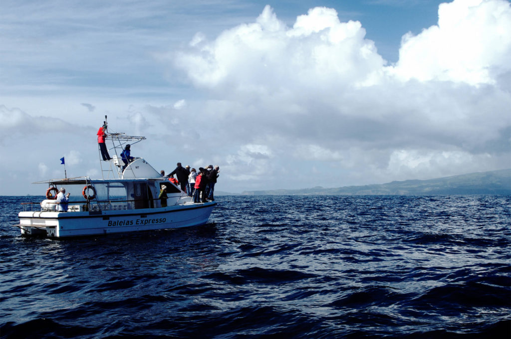 Whale Watching auf den Azoren - Insel Pico