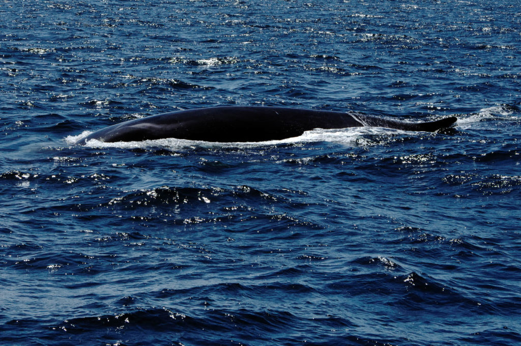 Whale Watching auf den Azoren - Insel Pico