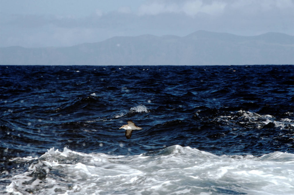 Whale Watching auf den Azoren - Insel Pico