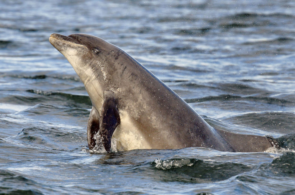 Wal- und Delfinbeobachtung © Charlie Phillips