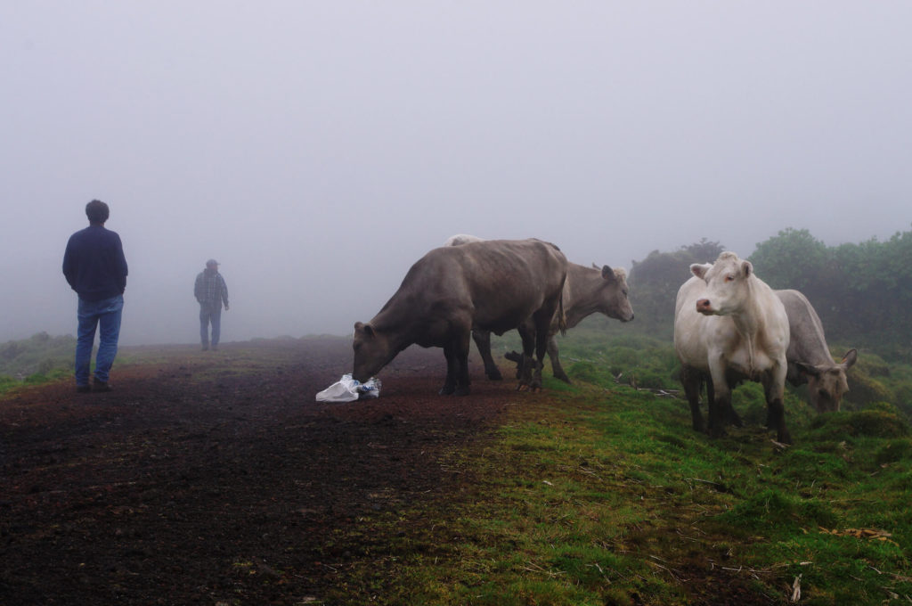Azoren - Insel Pico - Kühe und Berge im Nebel