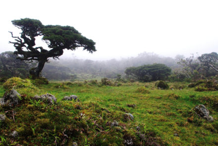 Azoren - Insel Pico - Berge im Nebel