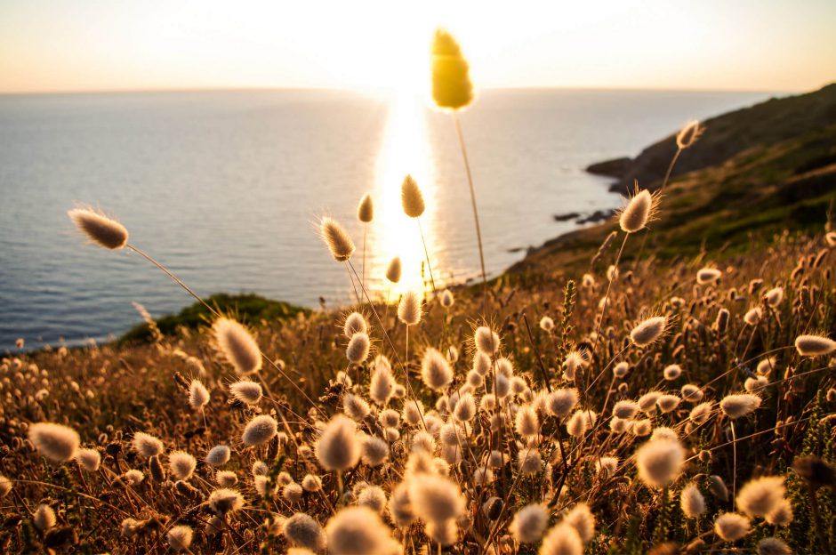 Sardinien - Gräser an der Küste im Sonnenuntergang