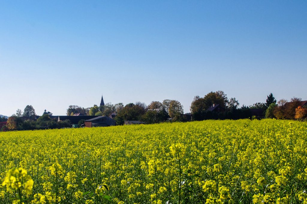 Rapsfeld in Brodowin in Brandenburg