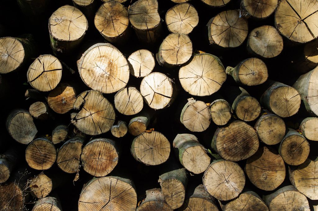 Holzstämme im Wald in Brodowin in Brandenburg