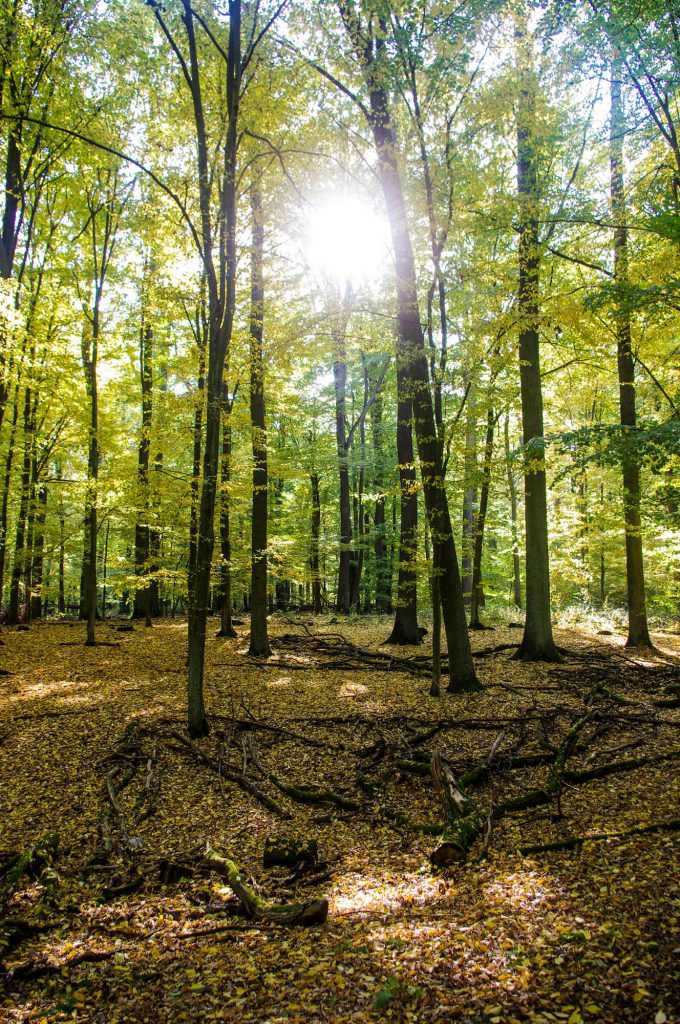 Wald in Brodowin in Brandenburg