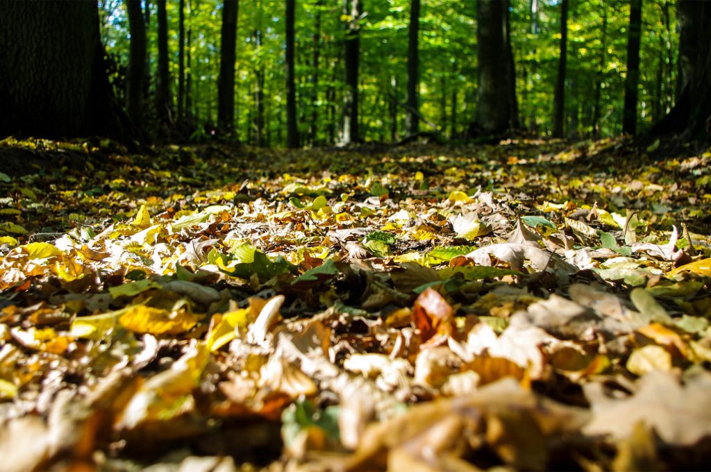 Wald in Brodowin in Brandenburg