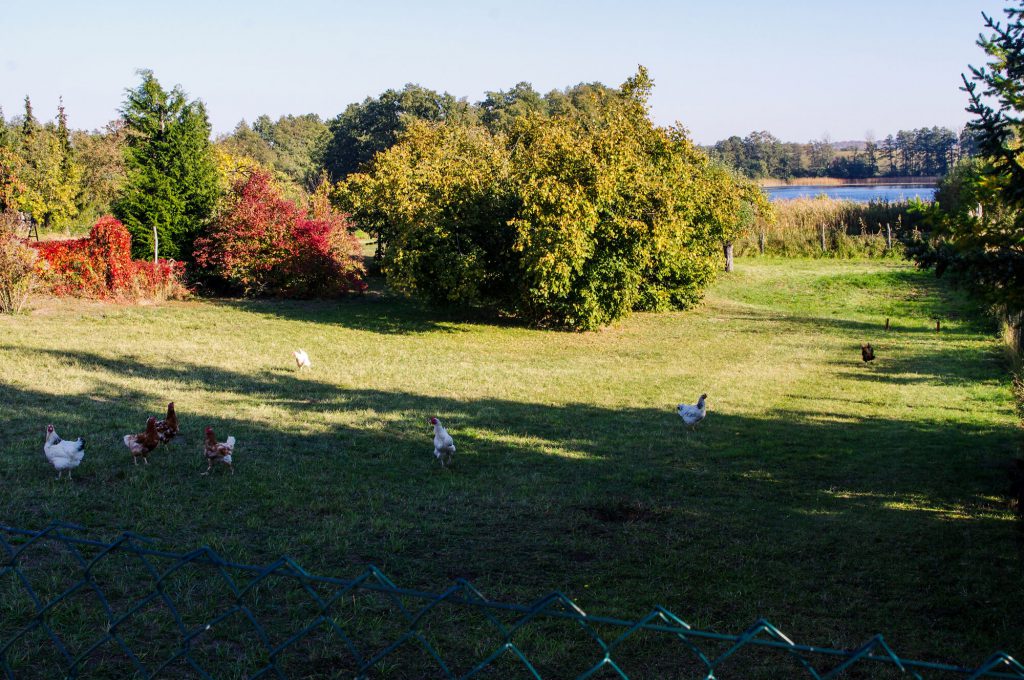 Hühner auf einer Wiese in Brodowin in Brandenburg