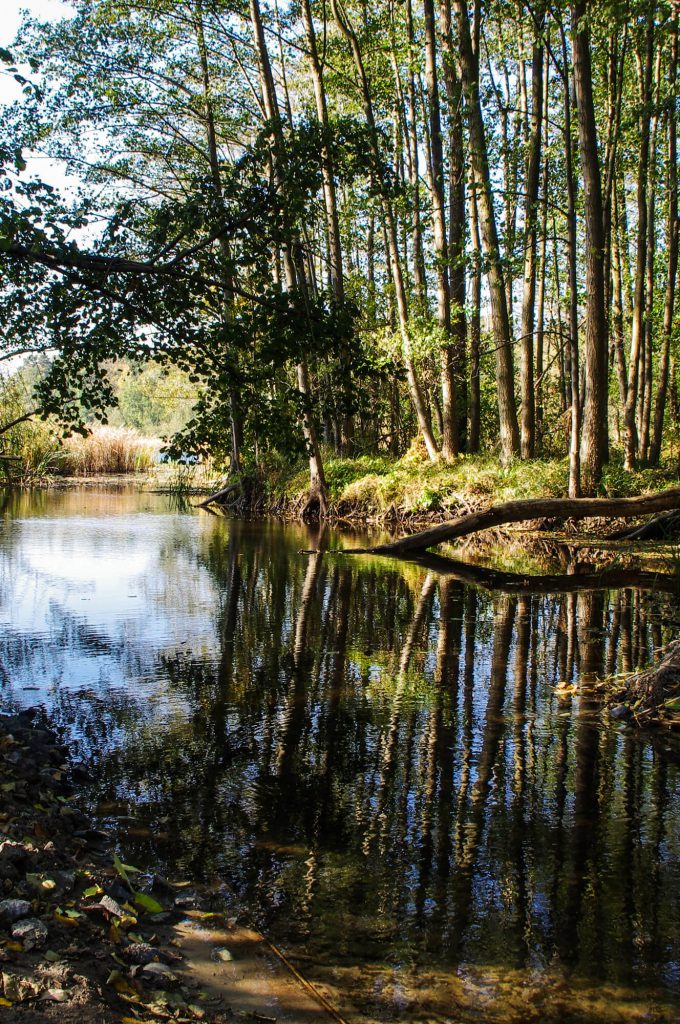 Seeufer bei Brodowin in Brandenburg