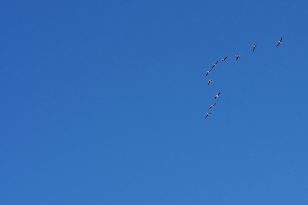Zugvögel am Himmel - Brodowin in Brandenburg