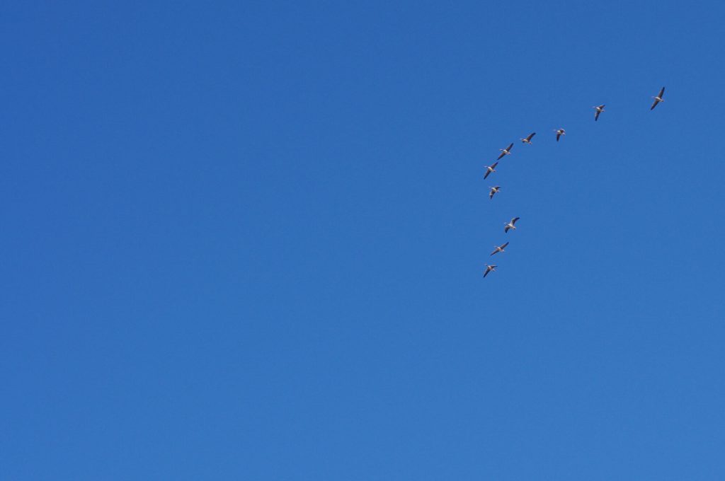 Zugvögel am Himmel - Brodowin in Brandenburg