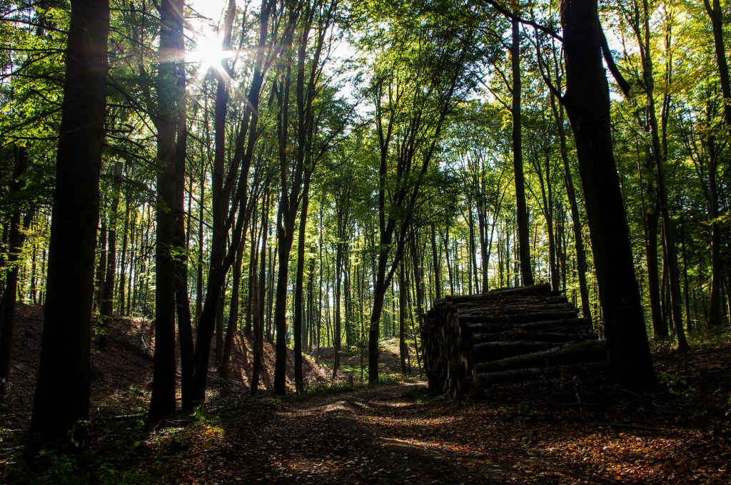 Wald in Brodowin in Brandenburg