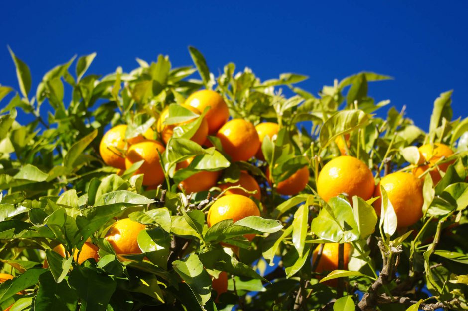 Alles so schön weiß hier Zahara de la Sierra in Andalusien Lu