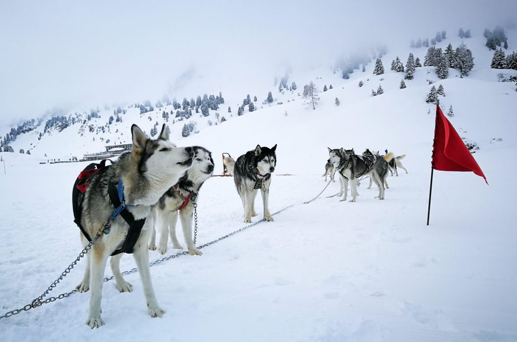 Huskies in Warth-Schröcken