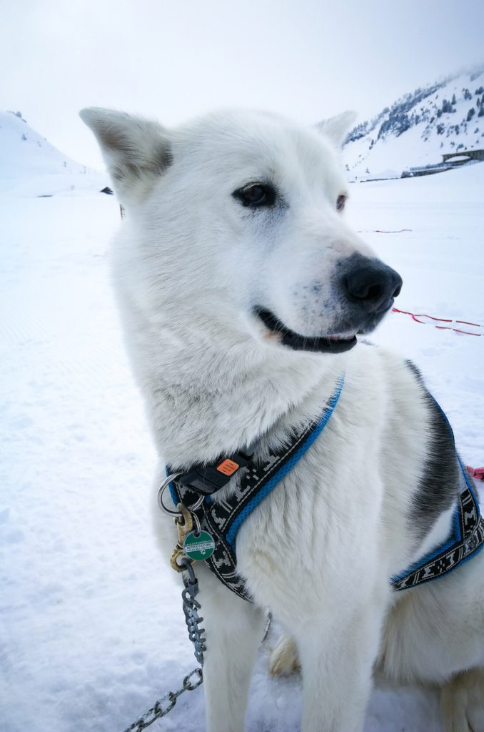 Huskies in Warth-Schröcken