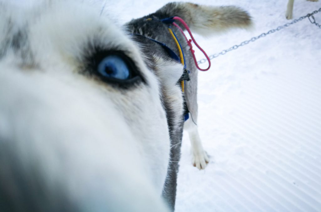 Huskies in Warth-Schröcken