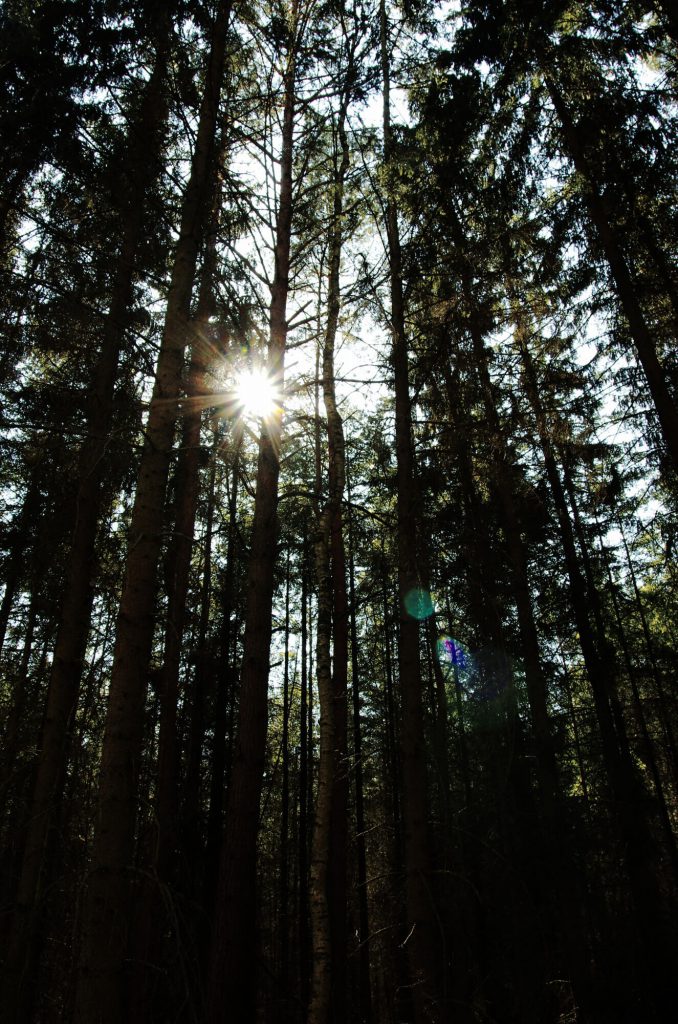 Wald in Brandenburg