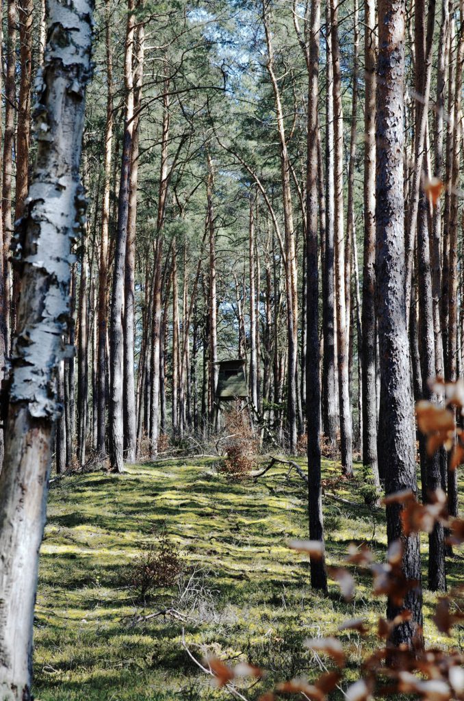 Wald in Brandenburg