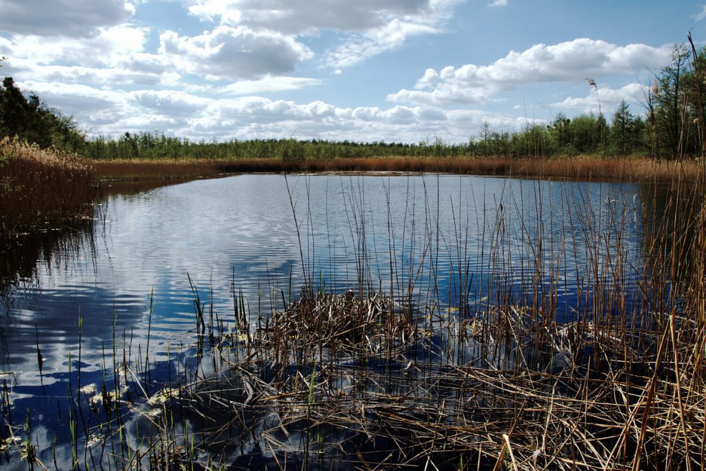 Tonstich bei einer Wanderung entlang der Havel bei Zehdenick