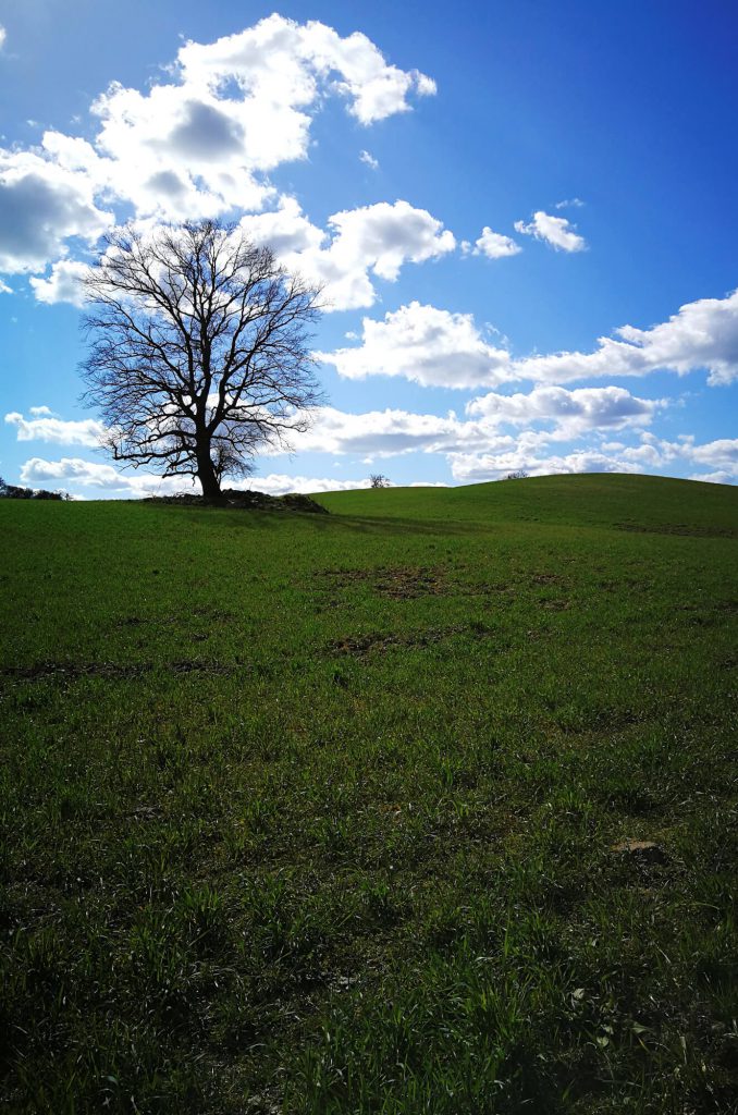 Kahler Baum auf einer Wiese