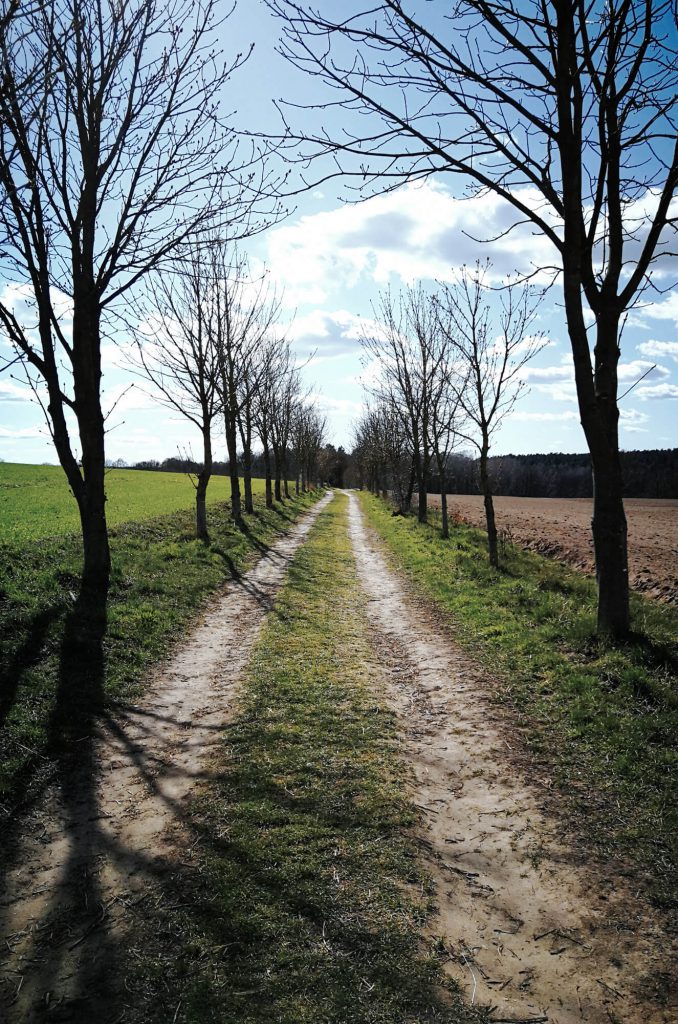 Baumallee und Feldweg - Wanderung um den Wolletzsee